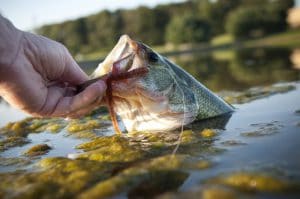 bass on lure