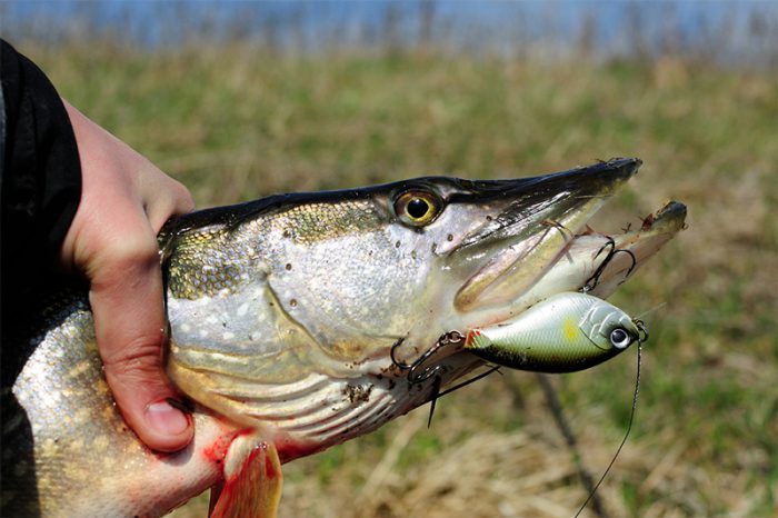 crankbait lure