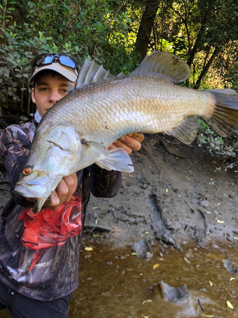 Barramundi