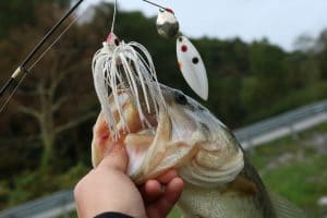 Best Largemouth Bass Lures