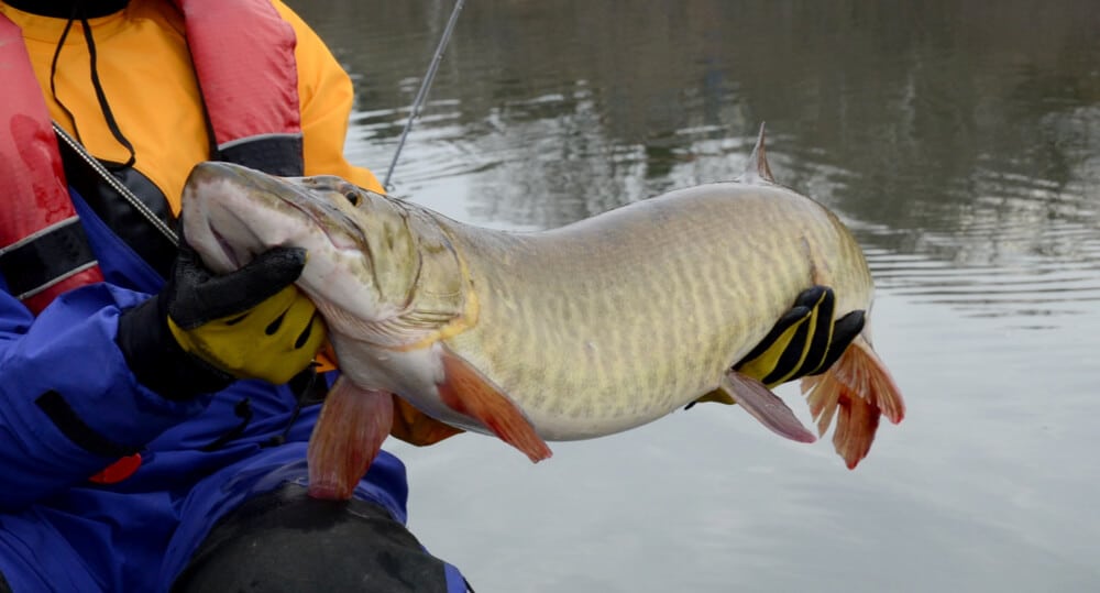 can you eat muskie