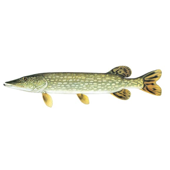 best lures for pike