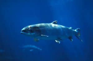 best lure for salmon