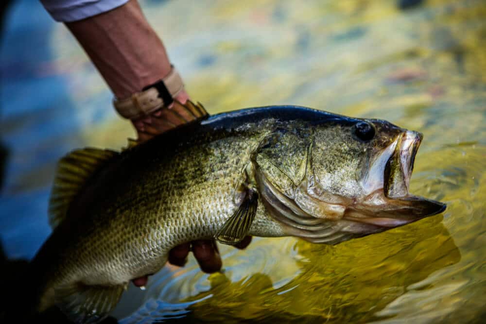 Largemouth Bass