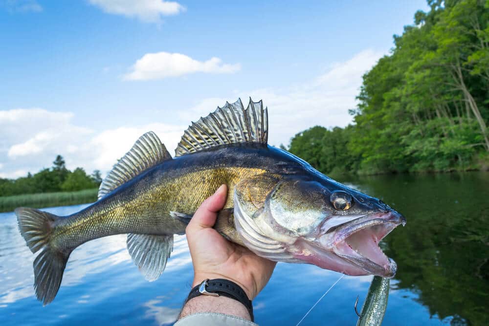 Walleye caught