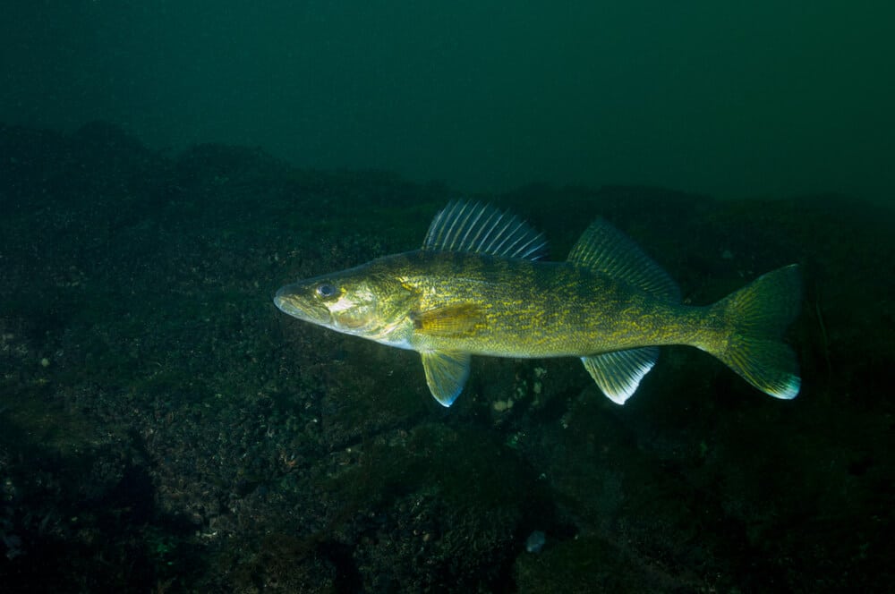 Walleye swimming